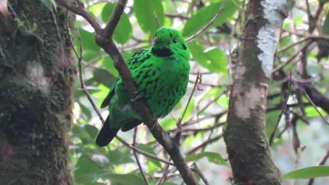 Whitehead's Broadbill - ML610347143