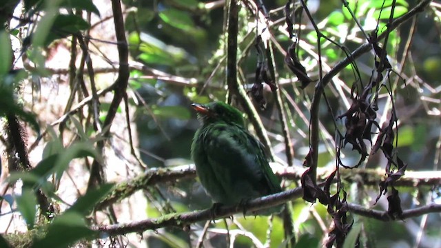 Whitehead's Broadbill - ML610347195