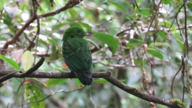 Whitehead's Broadbill - ML610347224