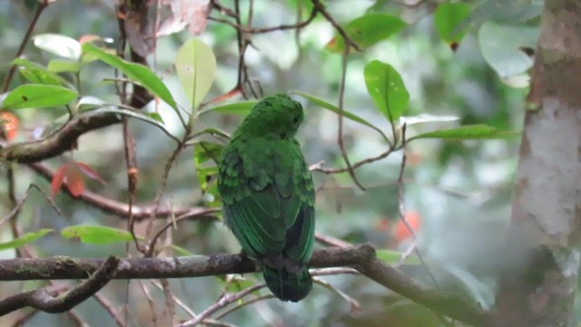 Whitehead's Broadbill - ML610347225