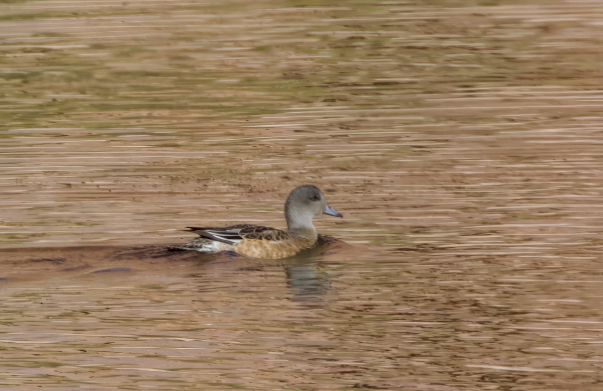 American Wigeon - Ken Rosenberg