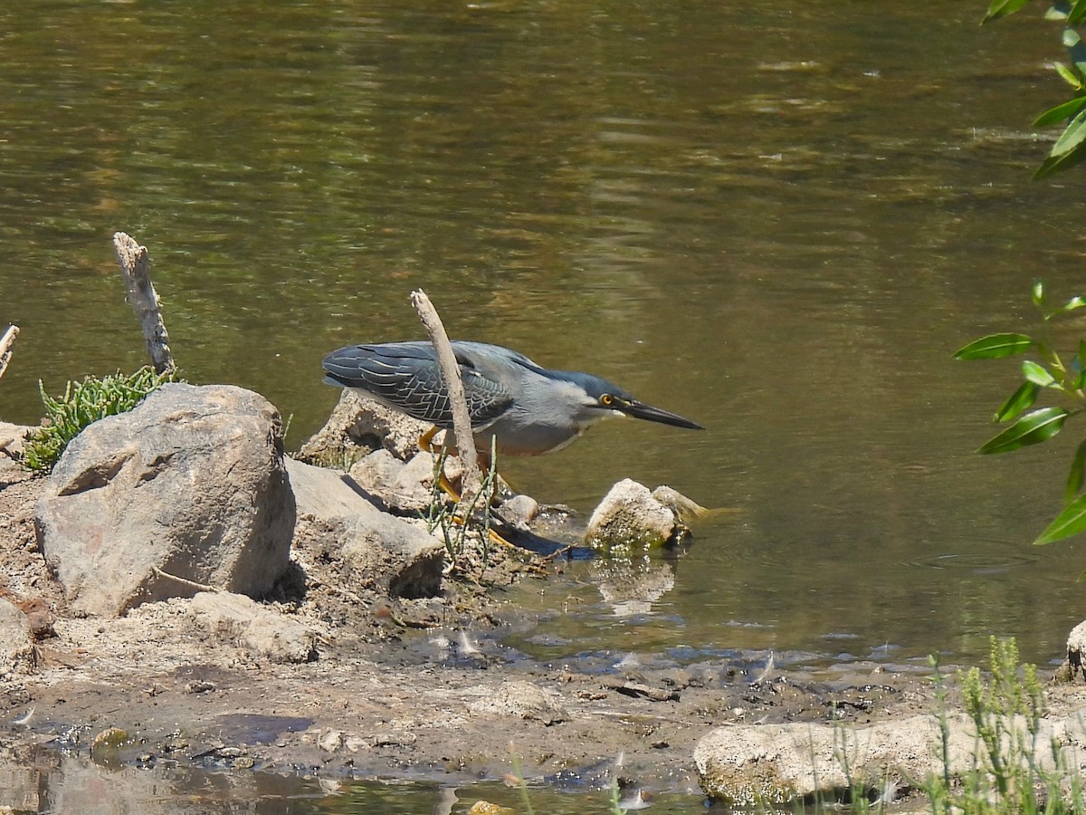 Striated Heron (South American) - ML610347321