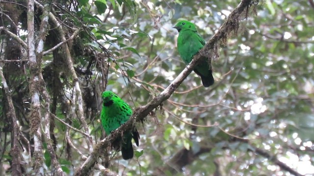 Whitehead's Broadbill - ML610347416