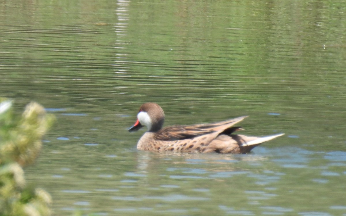 Ánade Gargantillo (bahamensis/rubrirostris) - ML610347454