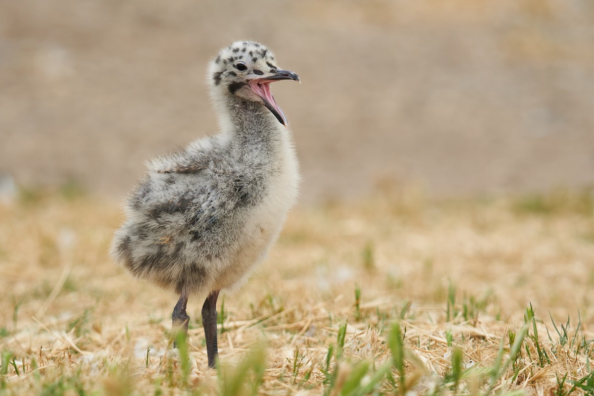 Gaviota Occidental - ML610347460