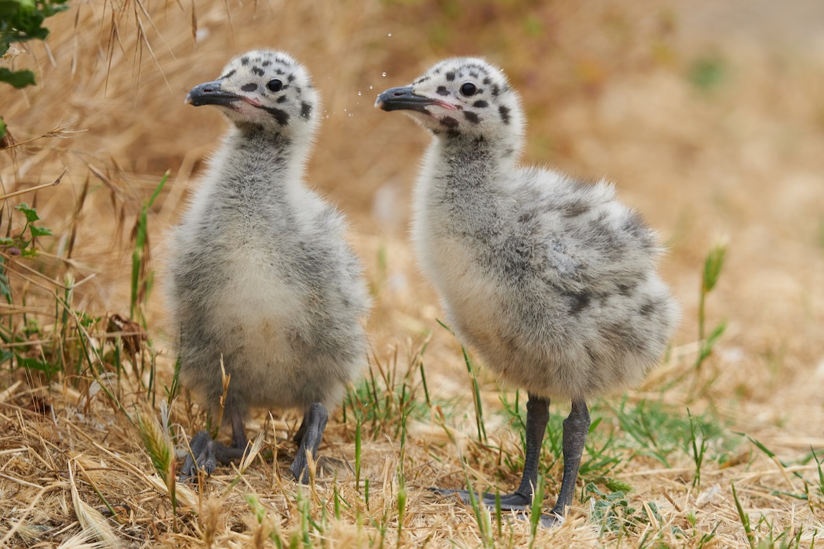 Western Gull - ML610347462