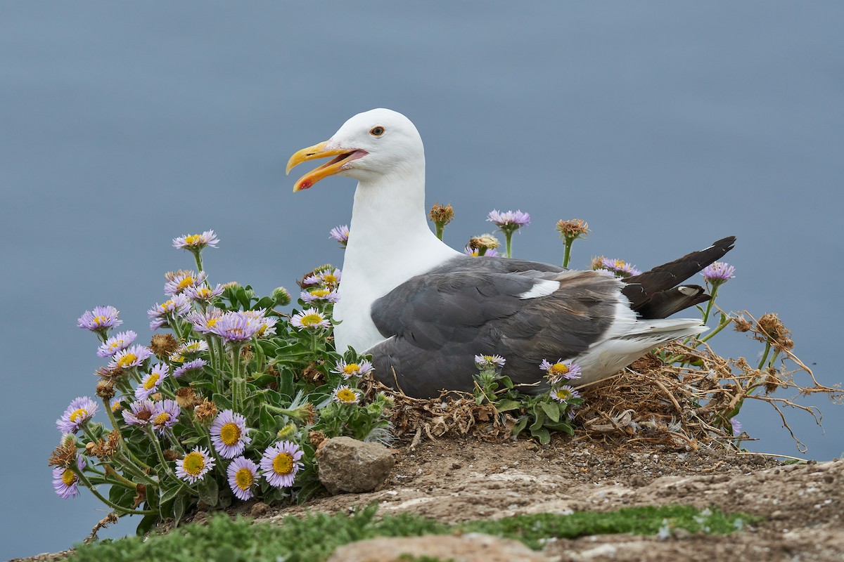 Gaviota Occidental - ML610347463