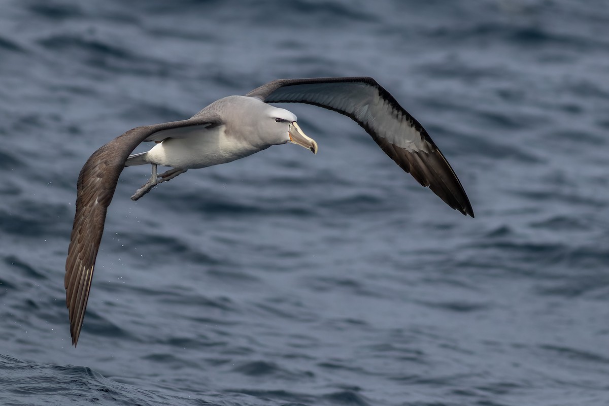 albatros snarský - ML610347497