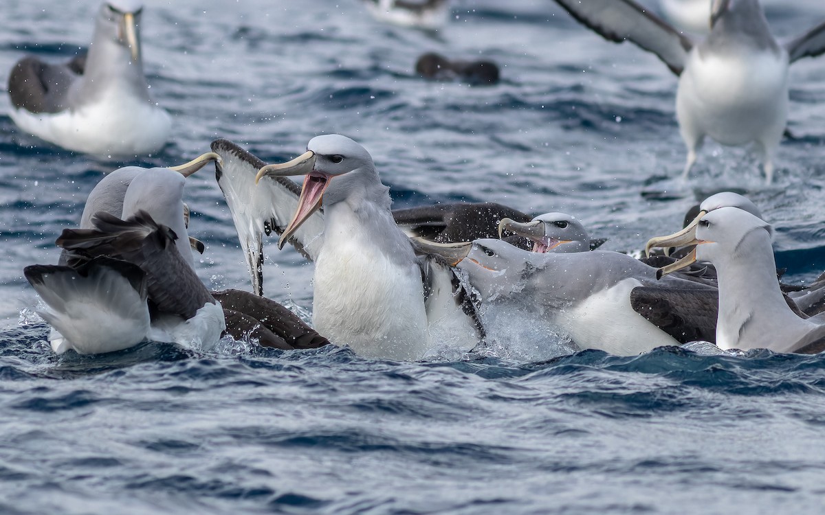 Salvin's Albatross - ML610347498