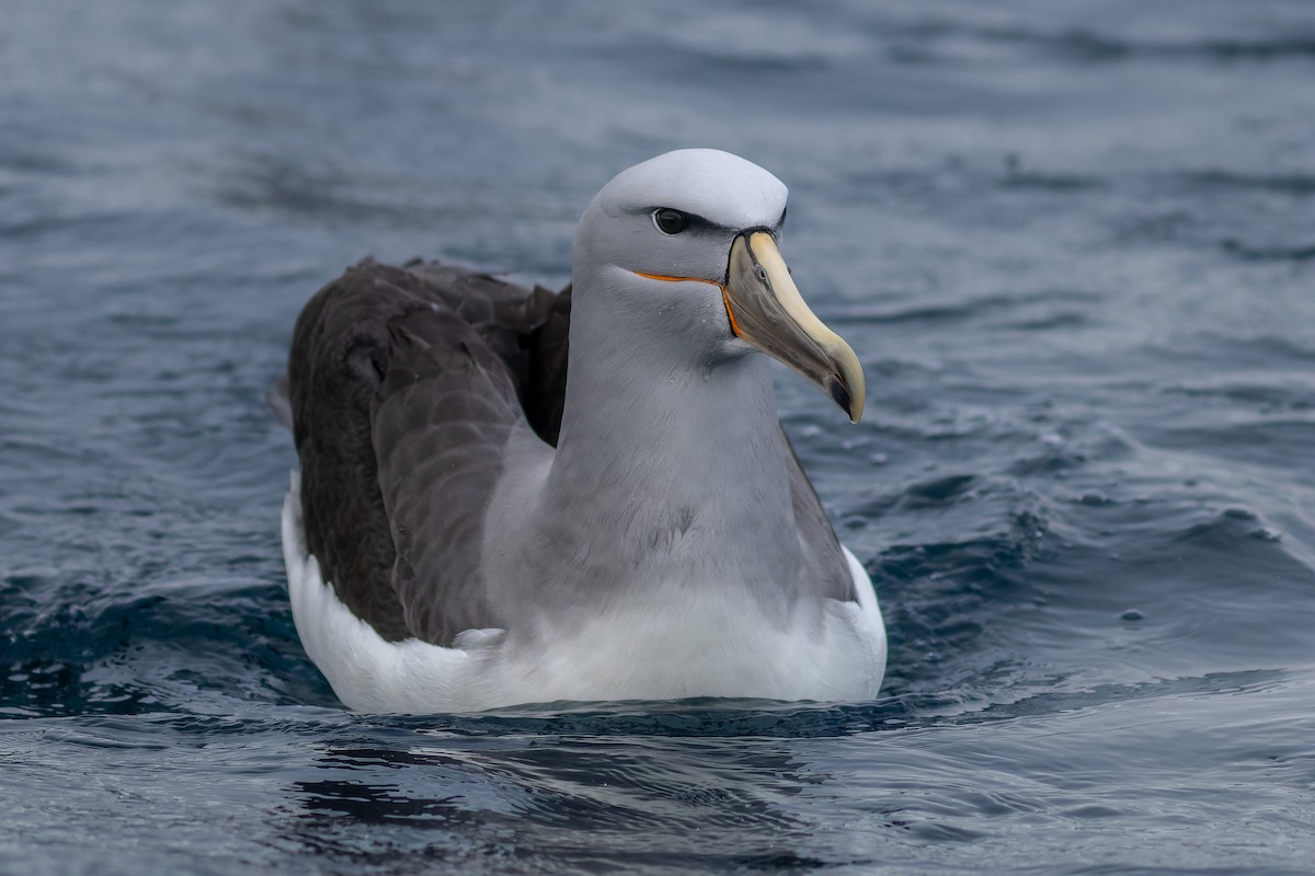 albatros snarský - ML610347499