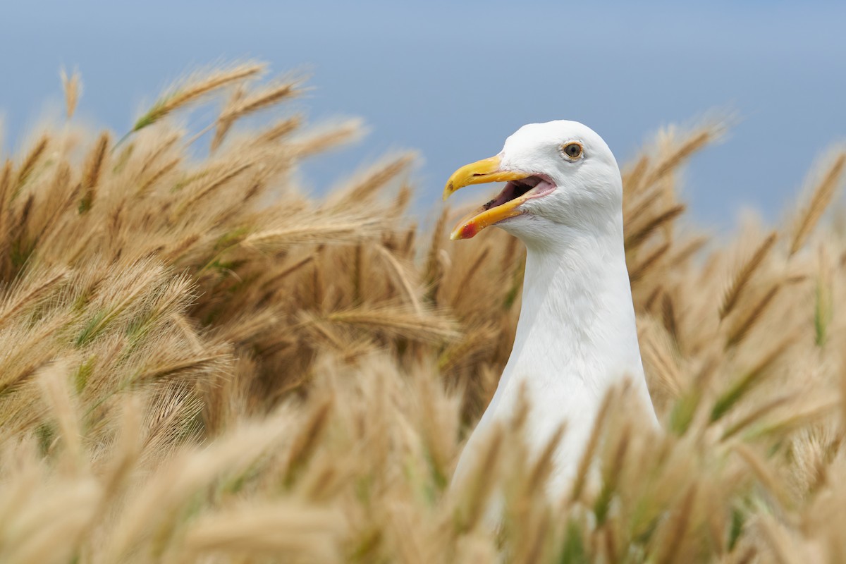 Western Gull - ML610347538