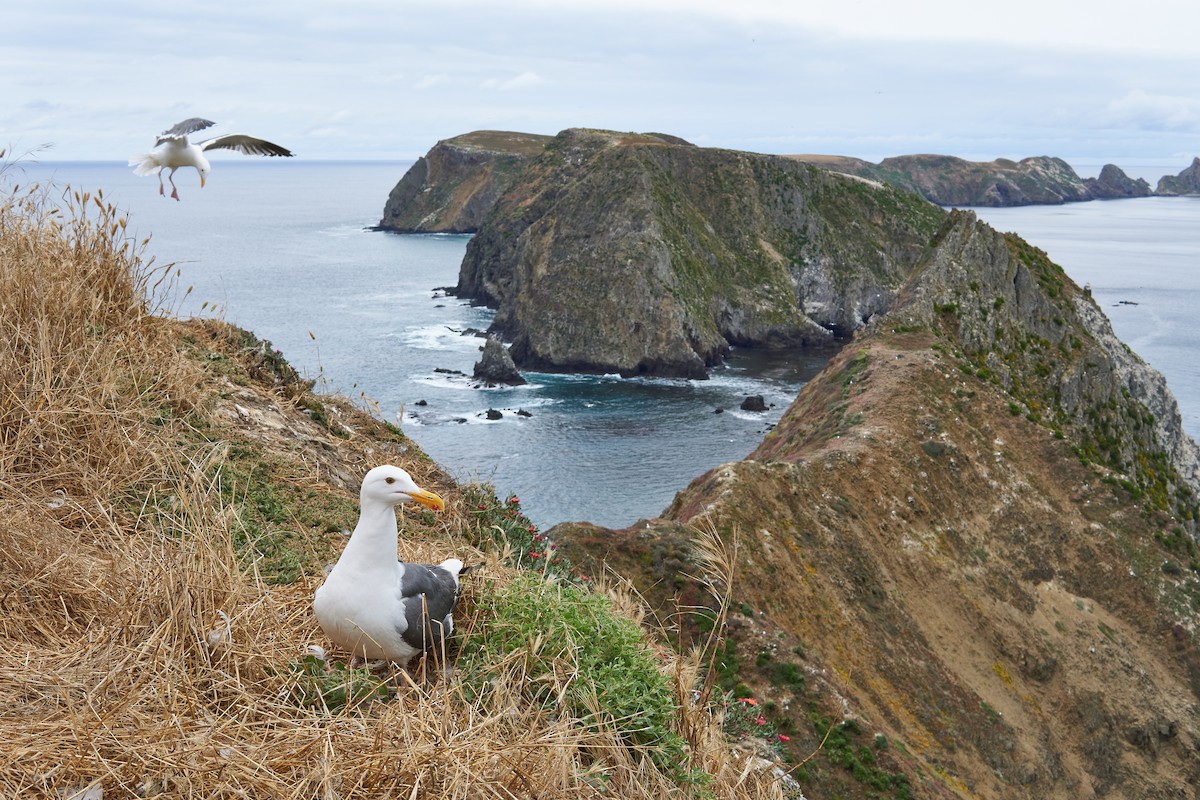 Western Gull - ML610347539