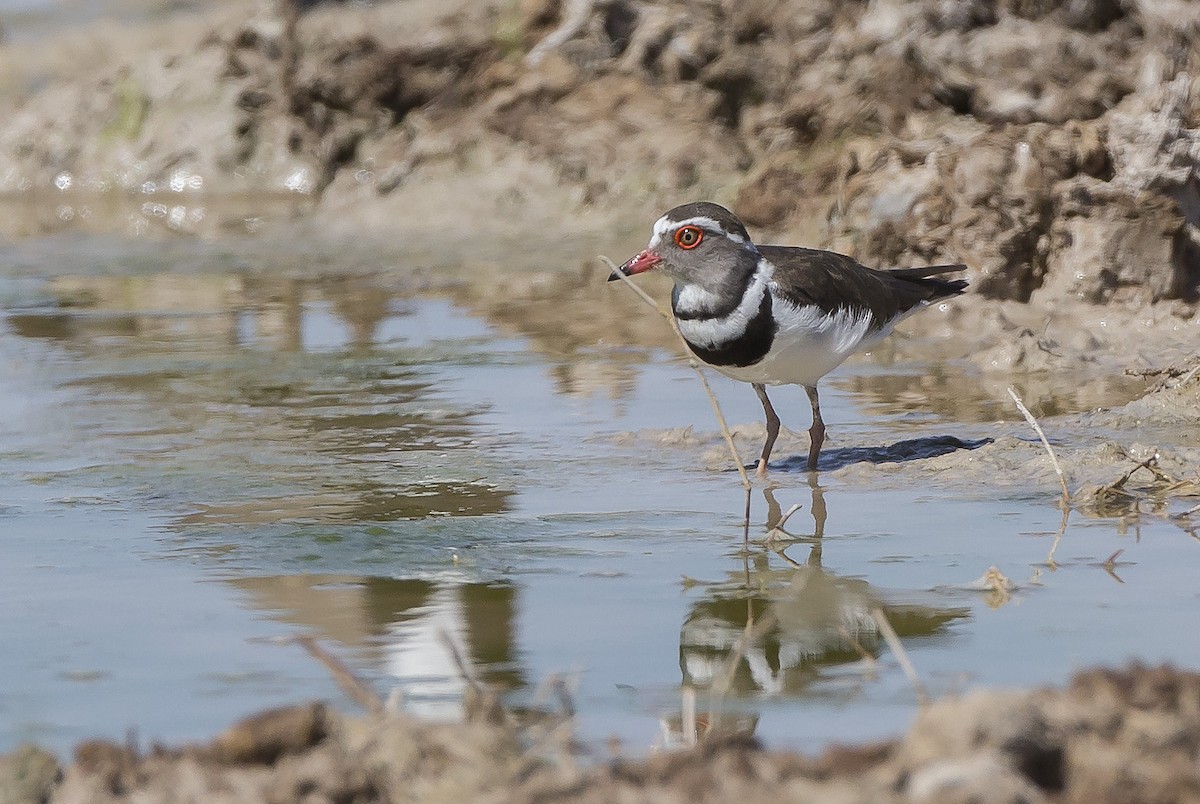 Three-banded Plover - sheau torng lim