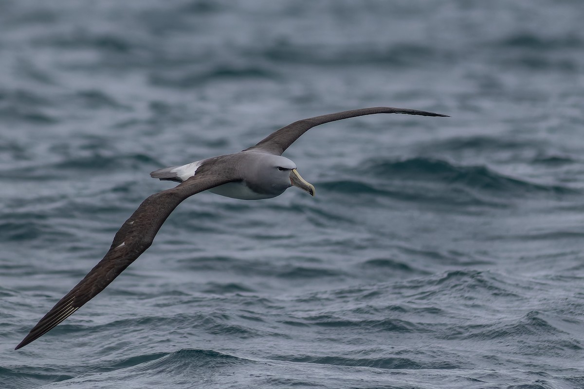 albatros snarský - ML610347554