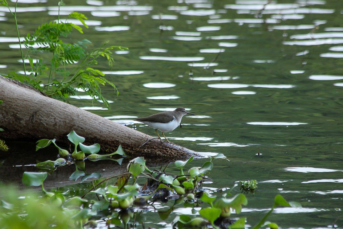 Spotted Sandpiper - ML610347662