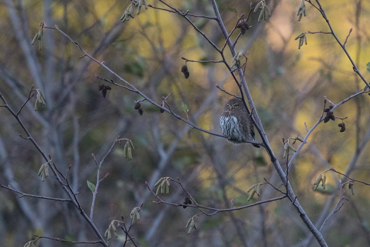 Northern Pygmy-Owl - ML610347752