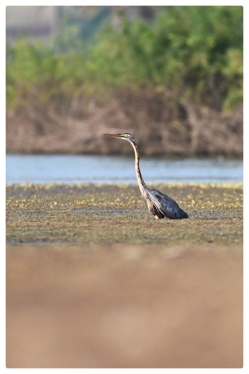 Purple Heron - ML610347756