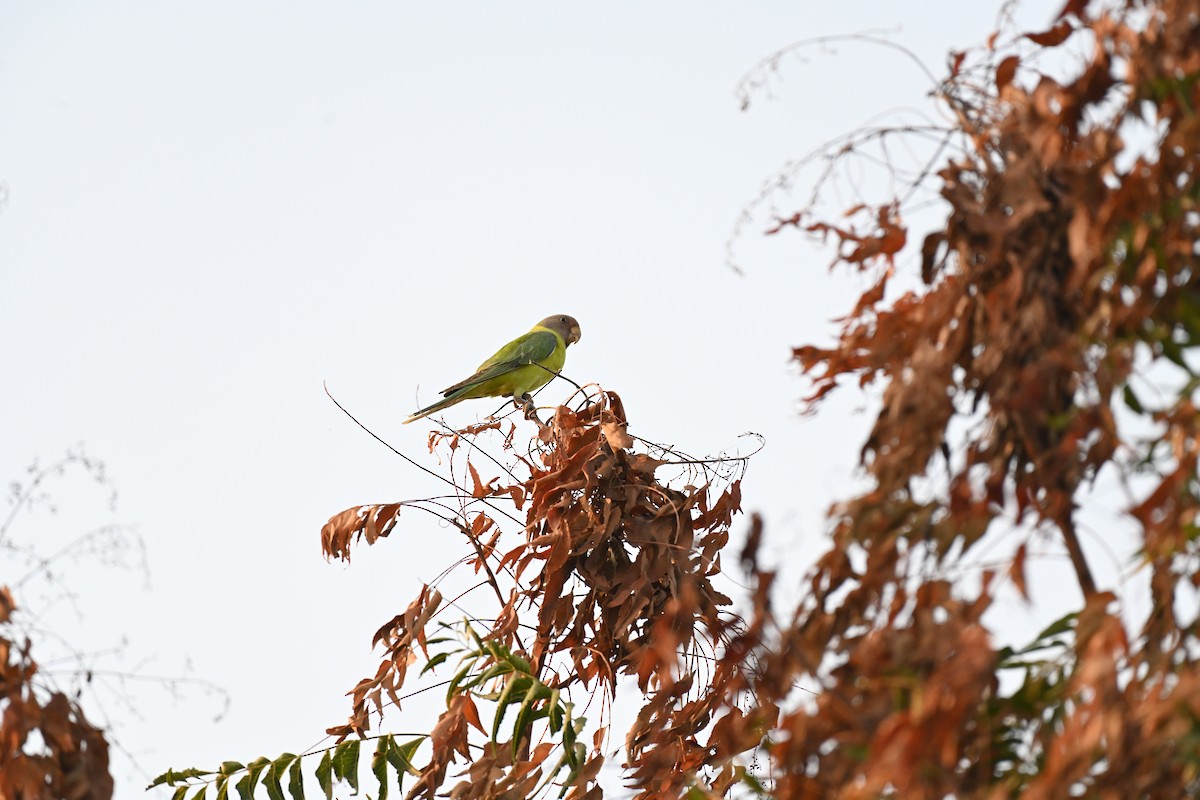 Plum-headed Parakeet - ML610347769
