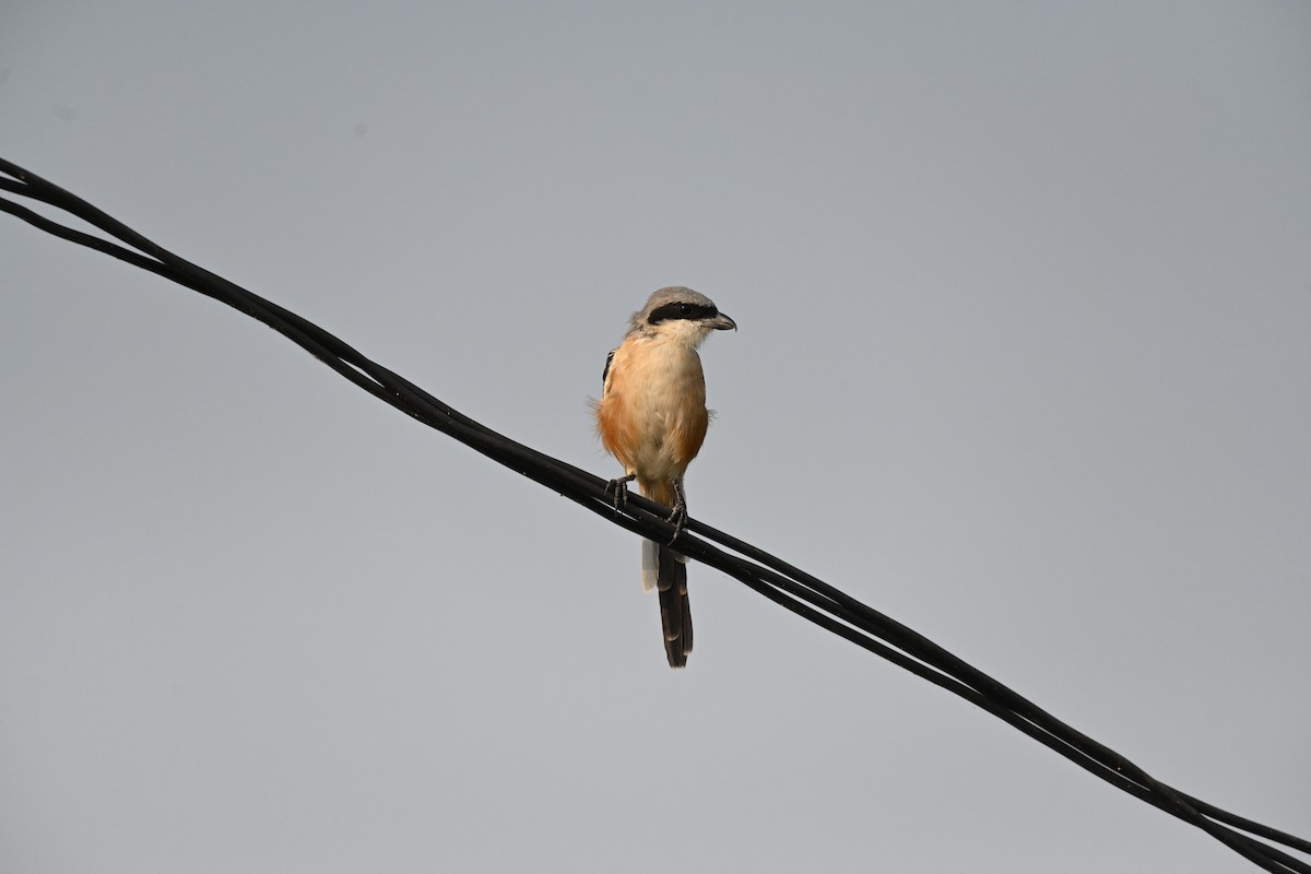 Long-tailed Shrike - ML610347774