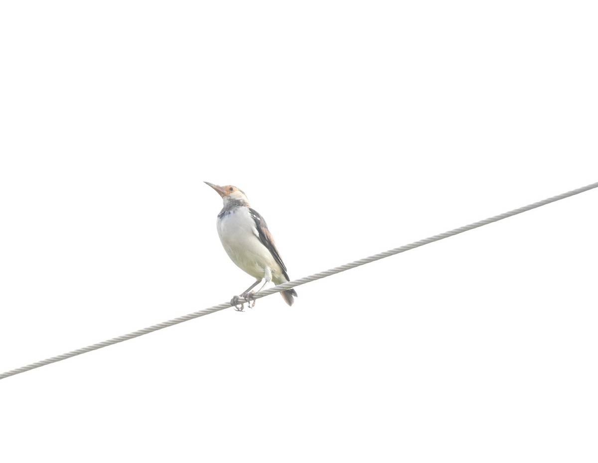 Indian Pied Starling - ML610347781