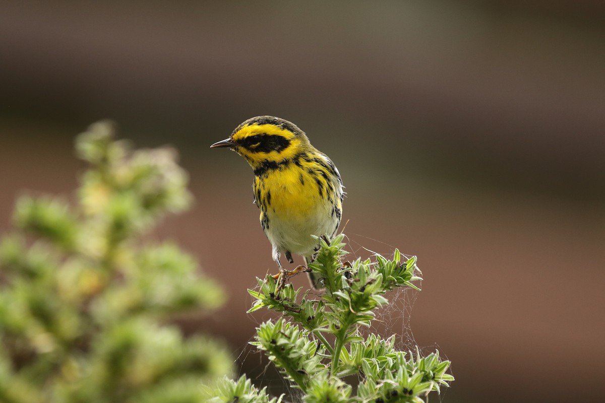 Townsend's Warbler - ML610347789