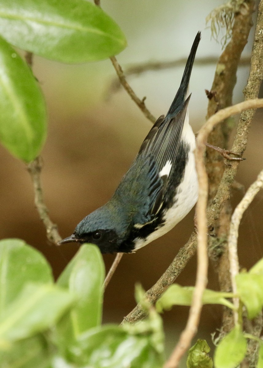 Black-throated Blue Warbler - Steve Rovell