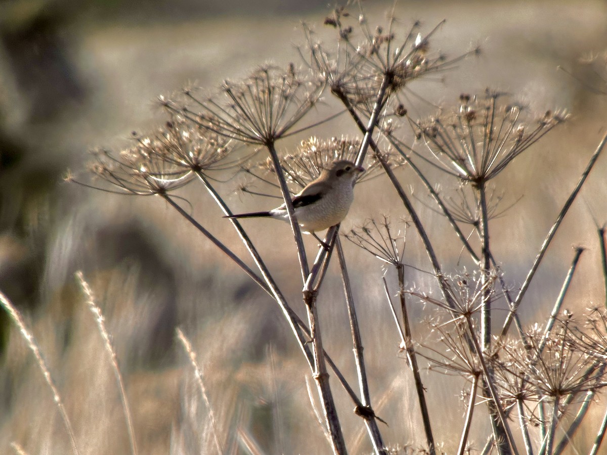 Northern Shrike - Detlef Buettner