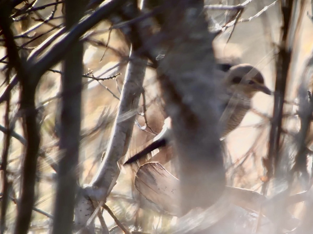 Northern Shrike - ML610347847