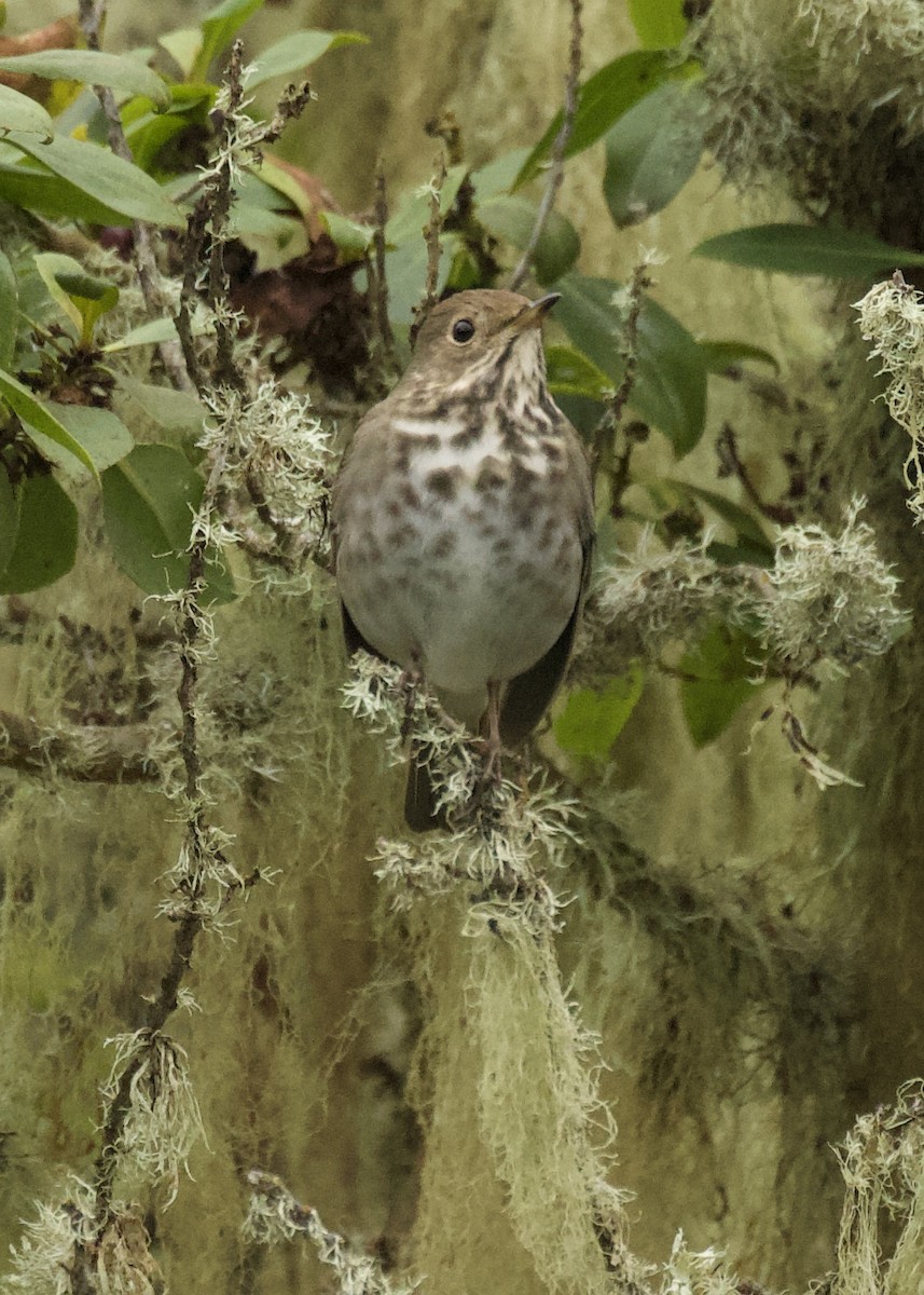 Hermit Thrush (guttatus Group) - ML610347859