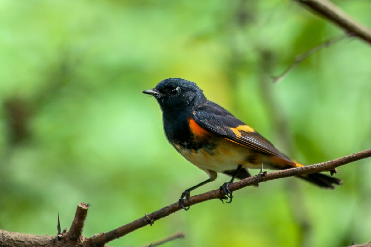 American Redstart - ML610347860