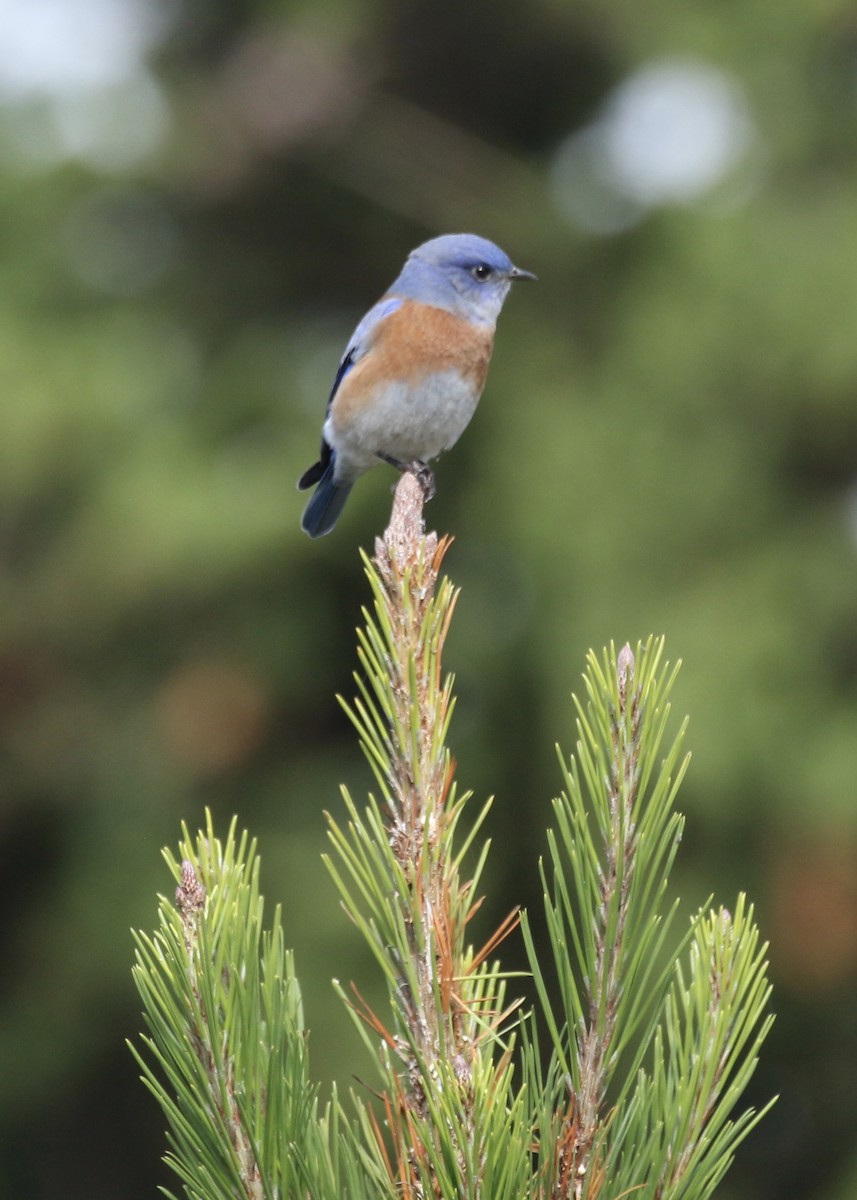 Western Bluebird - ML610347862