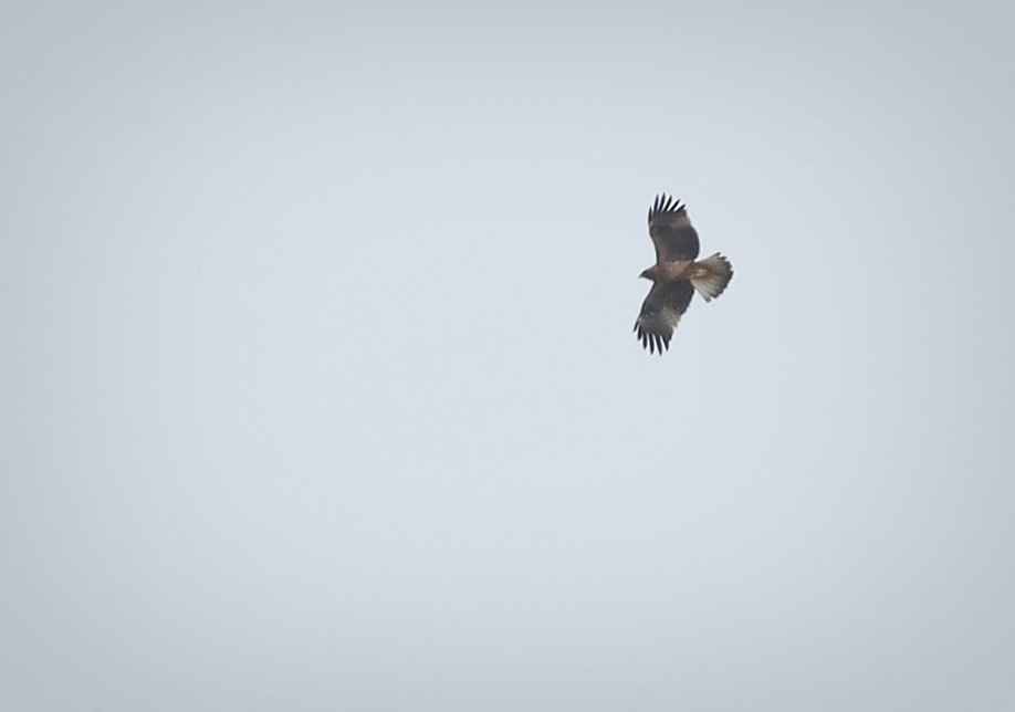 Booted Eagle - Ravi Hande