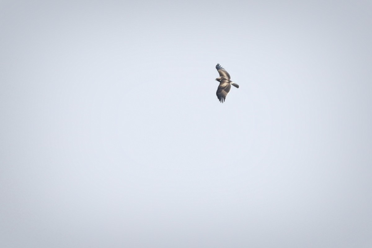 Booted Eagle - Ravi Hande