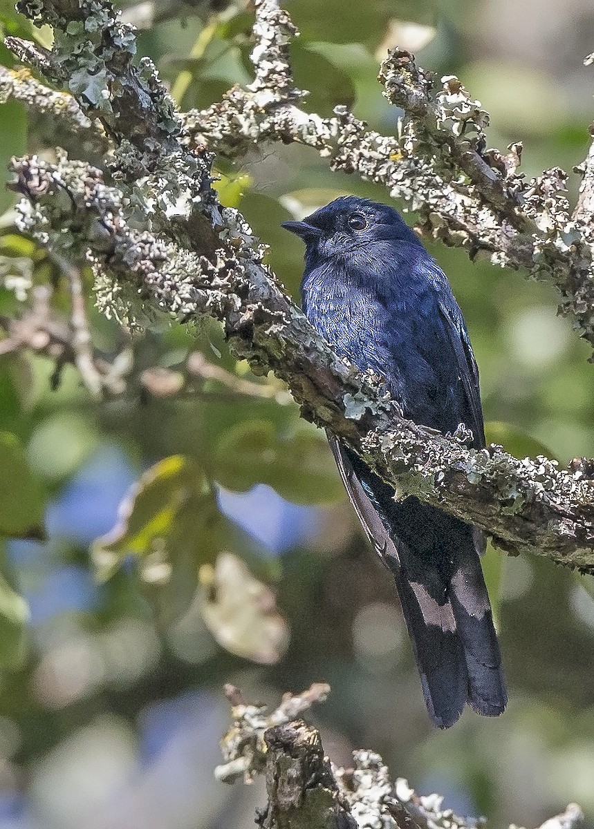 Purple-throated Cuckooshrike - ML610348043