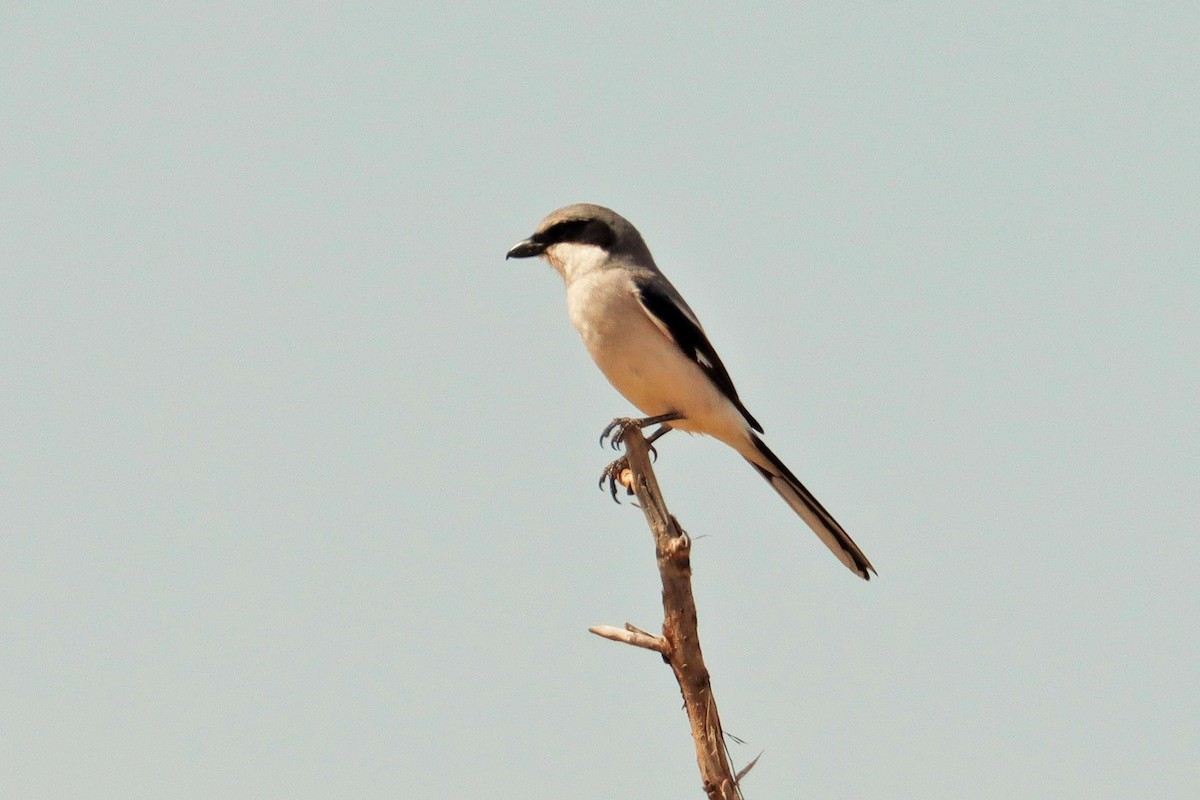 Loggerhead Shrike - ML610348133