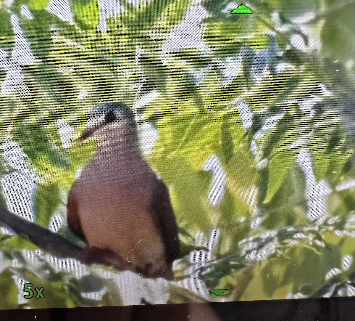 Blue-spotted Wood-Dove - Marc Cronje- Nature Travel Birding