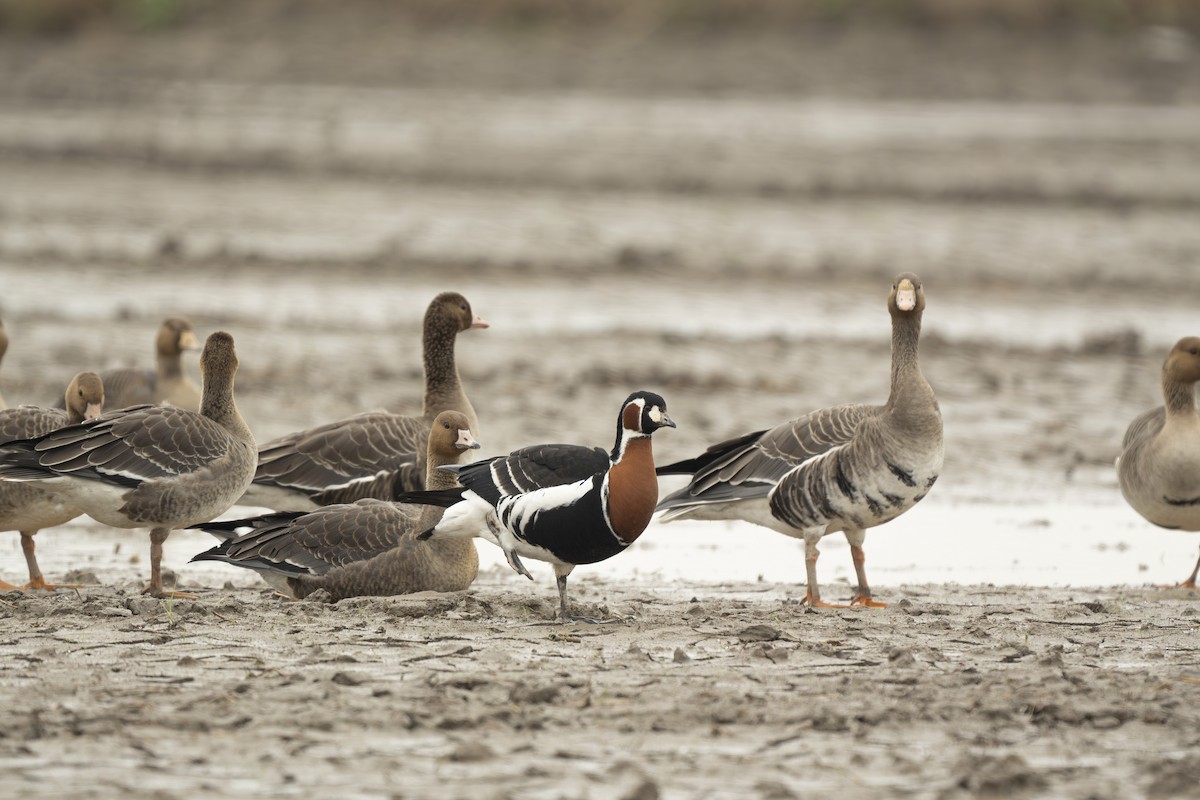 Red-breasted Goose - ML610348409