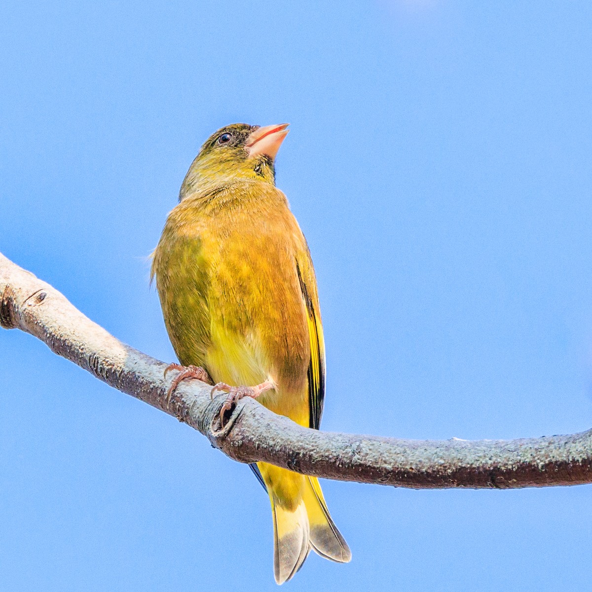 Oriental Greenfinch - ML610348506