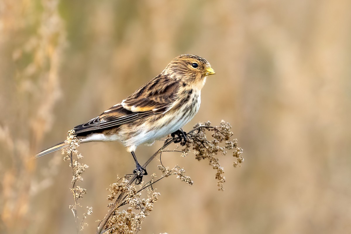 Twite - Łukasz Haluch