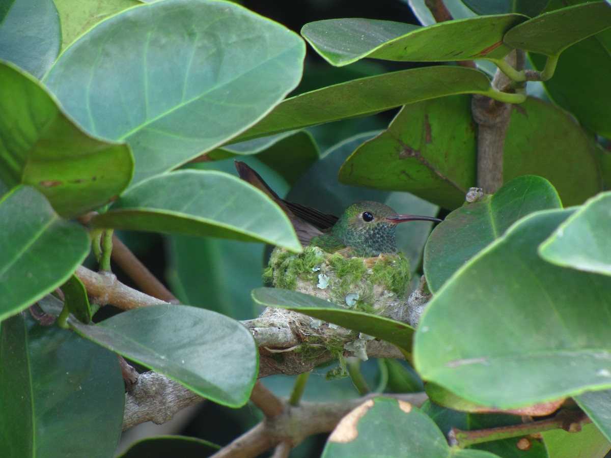 Rufous-tailed Hummingbird - ML610348538
