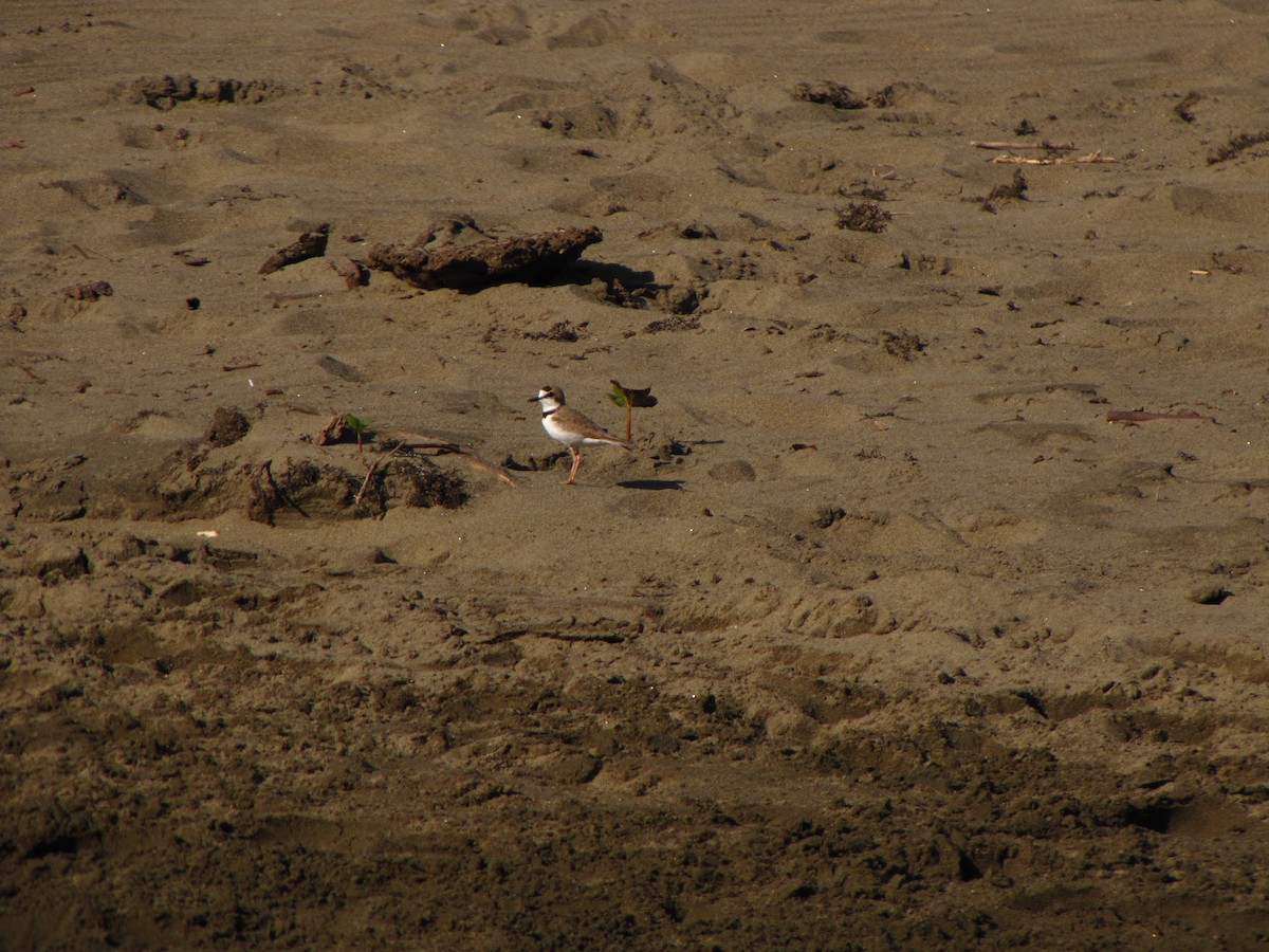 Collared Plover - ML610348543