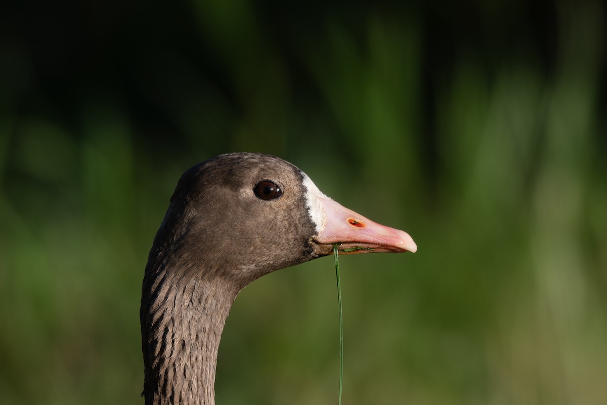 Greater White-fronted Goose - ML610348564