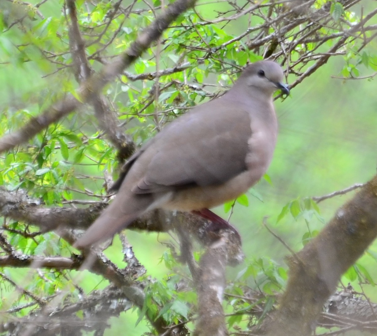Large-tailed Dove - Clayton Burne