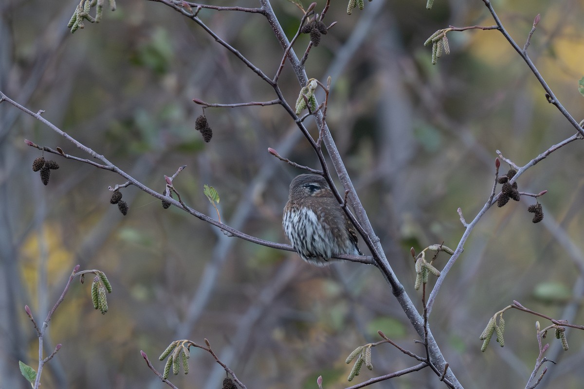 Northern Pygmy-Owl - ML610348632