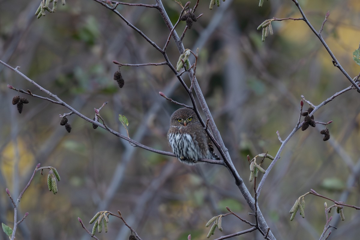 Northern Pygmy-Owl - ML610348633