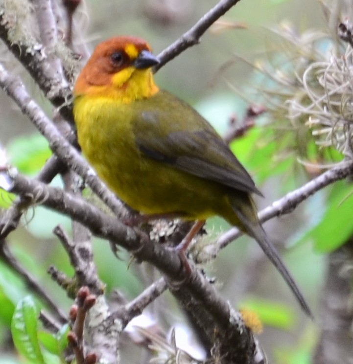 Fulvous-headed Brushfinch - Clayton Burne