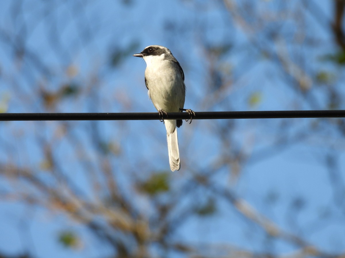 Gray Bushchat - ML610348640