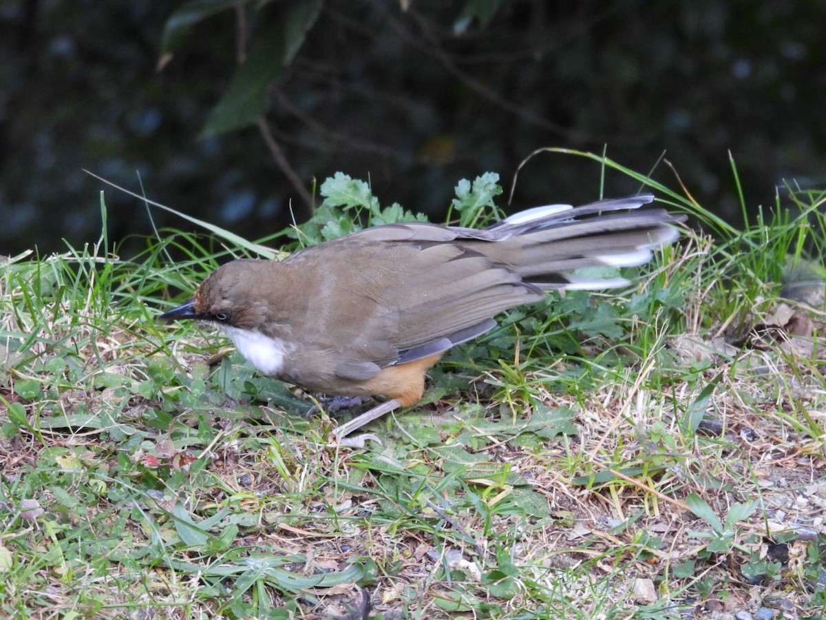 White-throated Laughingthrush - ML610348661