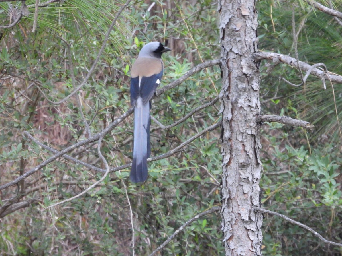 Gray Treepie - Jim Panwar