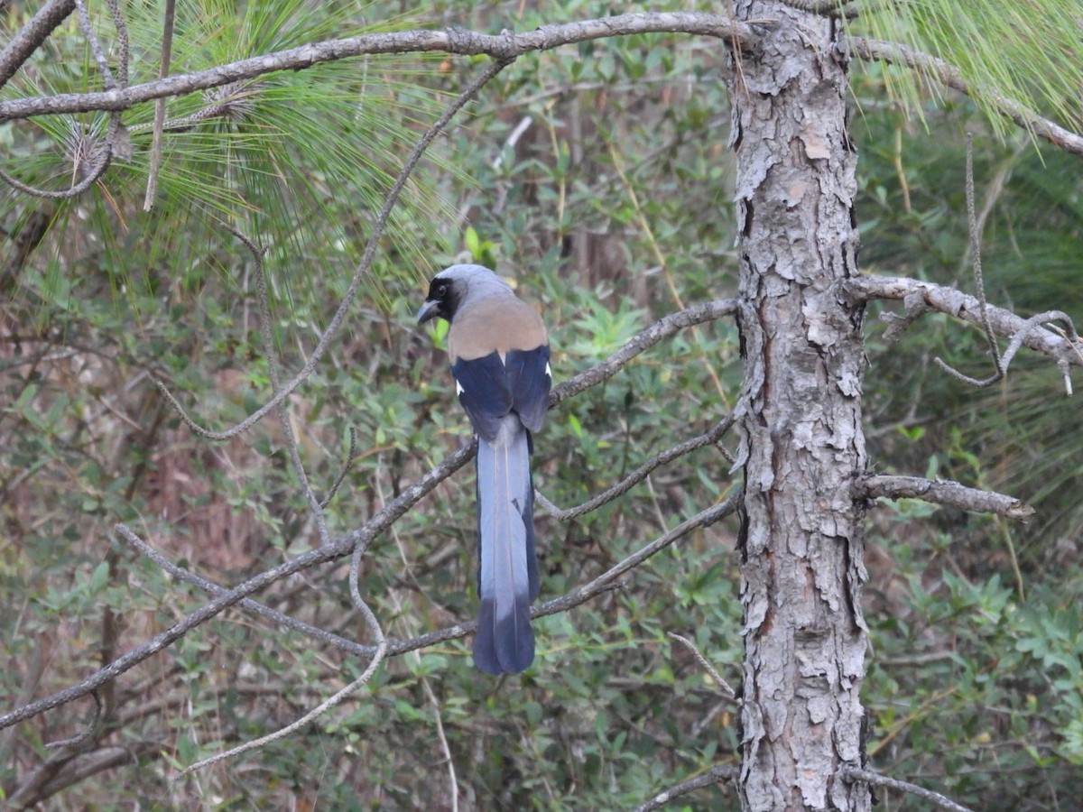 Gray Treepie - ML610348670